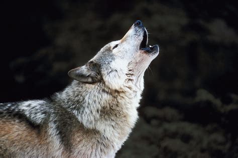 Nov 15, 2020 · Subscribed. 11K. 1.1M views 3 years ago. Wolves howling in the night for 8 hours without any other sounds in the background, just isolated wolf sound effects with howling. This is the ... 